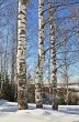 Birch trees in winter