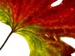 red-green leaf 2