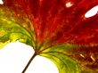red-green leaf