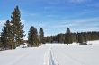 Ski track at forest edge in winter time