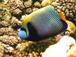 Emperor angelfish and coral reef