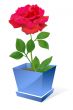 Red rose flower in pot