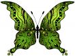 Green-gold butterfly