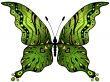 Green-gold butterfly