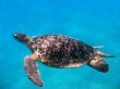 Sea turtle