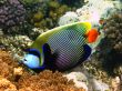 Emperor angelfish in Red sea