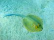 Blue-spotted stingray