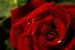 Red rose with water drops