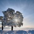 Single tree in winter weather