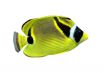 raccoon butterflyfish (chaetodon lunula)
