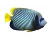Emperor Angelfish