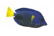 blue Tang fish