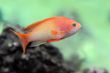Anthias fish