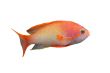 Anthias fish