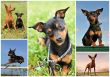 miniature pinscher