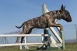 jumping bull terrier