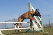 jumping puppy malinois