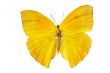 yellow butterfly