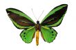 green butterfly