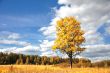 tree with clear blue sky