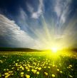 field of grass with dandelion in sunset