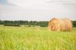 Hay on the field