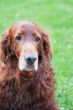 Irish setter