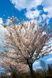 Spring coloured tree in High Park, Toronto