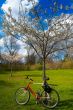 Red and white bicicle near spring coloured tree in High Park, To