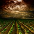 potato field on a sunset