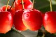 cherry red macro