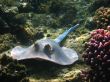 Blue-spotted stingray, Marsa Alam