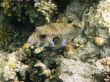 White-spotted puffer and coral reef