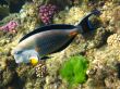 Sohal surgeonfish in Red sea