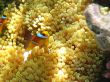 Sea anemones and two-banded clownfish