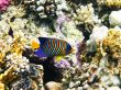 Royal angelfish and coral reef
