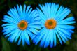 Bright blue flowers