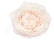 Cream colored rose isolated