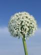 Inflorescence of onion. Vertical
