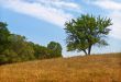 Summer landscape