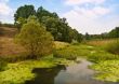 Summer landscape
