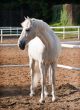 White Horse