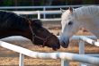 Two horses