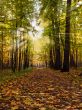 path in autumn park