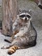 racoon