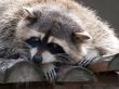 racoon