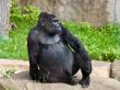 male gorilla