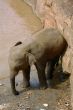 Baby Elephant