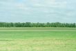 meadow