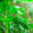 tropical plants